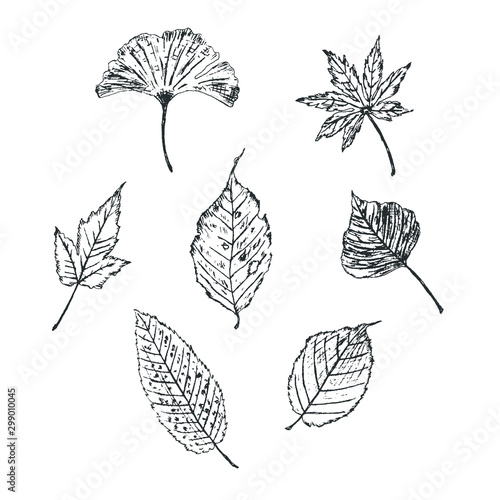 秋 葉 手描き風イラスト ベクター モダンデザイン モノクロ Stock Vector Adobe Stock