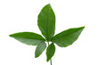 © Kt Stock - Green leaf on white background.