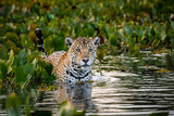 Close up of a Young Jaguar standing in shallow water with reflections, bed of water hyacinths in the back and side, facing camera, dawn mood, Pantanal Wetlands, Mato Grosso, Brazil 