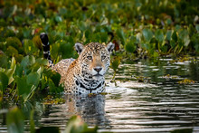 Close Up Of A Young Jaguar Standing In Shallow Water With Reflections, Bed Of Water Hyacinths In The Back And Side, Facing Camera, Dawn Mood, Pantanal Wetlands, Mato Grosso, Brazil 