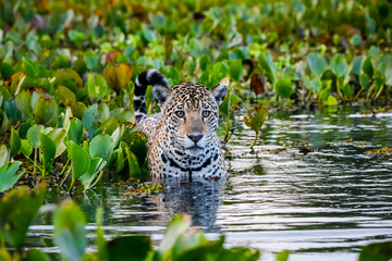 close up of a young jaguar standing in shallow water with reflections, bed of water hyacinths in the