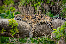 Funny Jaguar Resting Flat On A Tree Trunk At The River Edge, Head On Trunk And Legs Hanging Down, Pantanal Wetlands, Mato Grosso, Brazil