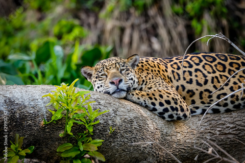 Photographie Close up of a sleepy Jaguar resting flat on a tree trunk, head to camera, Pantan