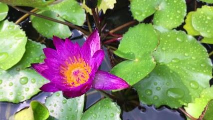 Wall Mural - The lotus flower in rainy day