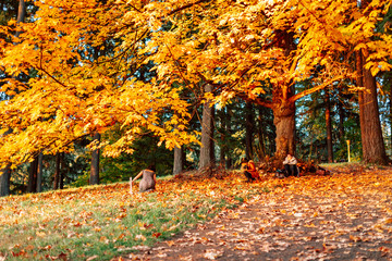 Wall Mural - Scene of Mt. Tabor's water reservoirs park in Oregon state