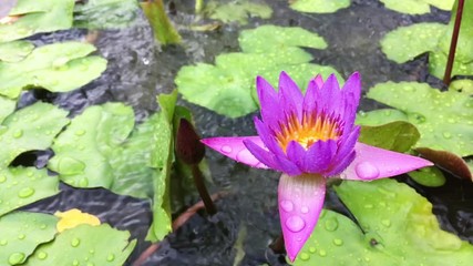 Wall Mural - The lotus flower in rainy day, Slow motion