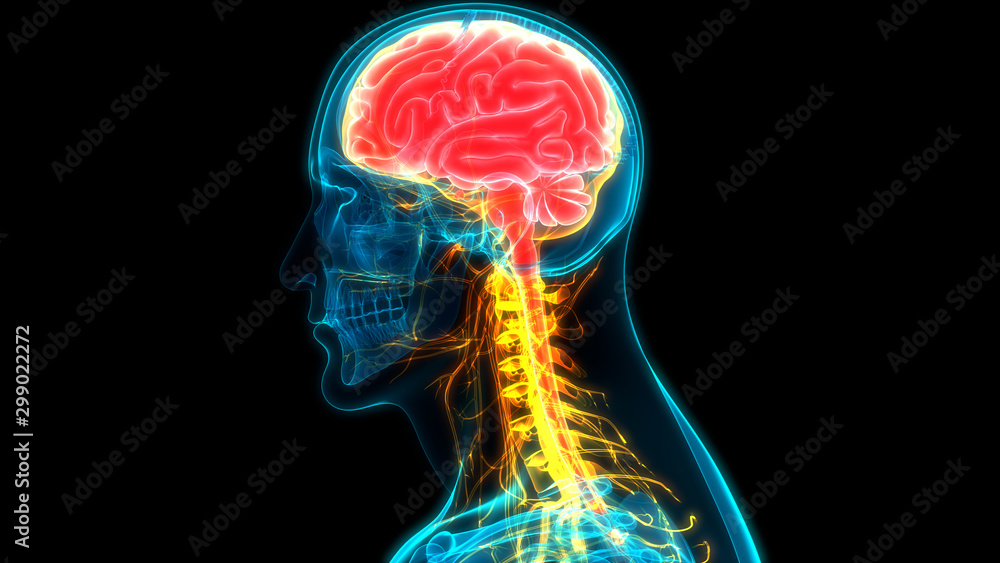 Central Organ of Human Nervous System Anatomy - obrazy, fototapety, plakaty 