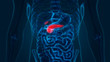 Human Internal Digestive Organs Pancreas with Gallbladder Anatomy
