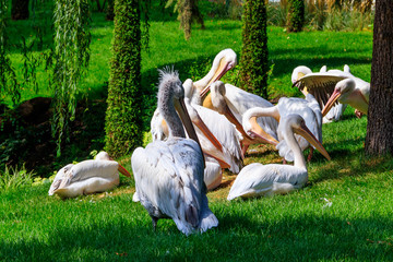 flock of great white pelicans (pelecanus onocrotalus) also known as the eastern white pelican, rosy 