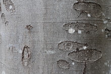 Tree Bark Texture Of Fagus Sylvatica Or European Beech