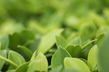 Canvas Print - Closeup nature view of green leaf   under sunlight. Natural green plants landscape using as a background or wallpaper