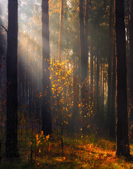 Walk in the woods. Pleasant autumn weather. Sun rays play in the branches of trees.