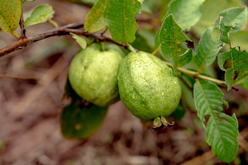 Fresh guava fruit on guava tree