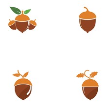 Acorn Oak Logo Illustration Vector
