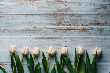 Wall Mural - White tulips on wooden blue background. Flat lay, top view composition with copy space