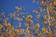 Autumn Leaves Against Blue Sky