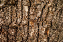 Texture Bark Of An Old Walnut Tree