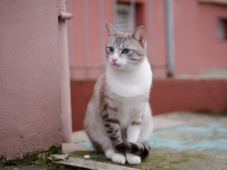 beautiful bright cat with blue eyes on the street