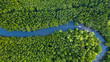 canvas print picture - Aerial top view of Boat on the river in Mangrove Forest Conservation in thailand
