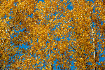 Sticker - yellow and red colors of autumn, Black Sea