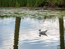 Tern Swims In The Water Near The Shore.