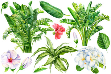 set of tropical leaves and flowers on a white background, strelitzia palm leaves, hibiscus, quince, 