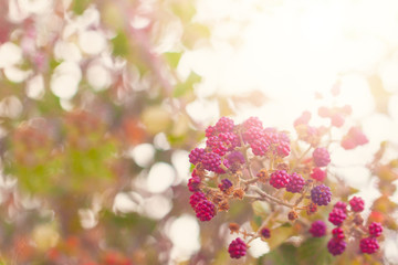 Wall Mural - Blackberry fruit and sky in the background. Cloudy, leaf, sweet, fresh, garden, juicy, plant, healthy, closeup, dewberry, unripe, food, bramble.