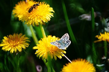 Wall Mural - Butterfly in wild flowers. Insects in nature.