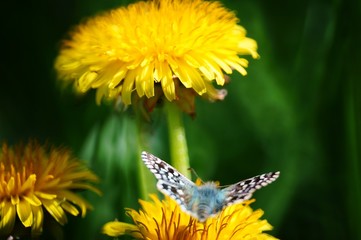 Wall Mural - Butterfly in wild flowers. Insects in nature.