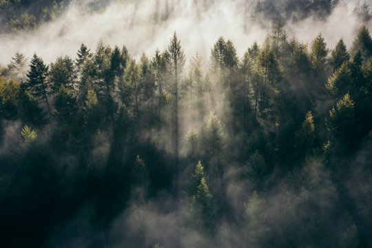 der teutoburger wald im nebel