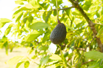 avocado tree vegetable farm garden sunny summer day organic healthy food Australia