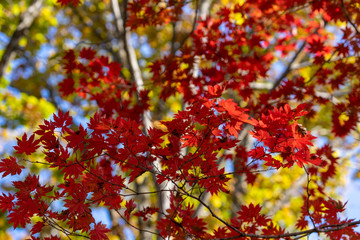 Wall Mural - Red maple leaves against the sky.