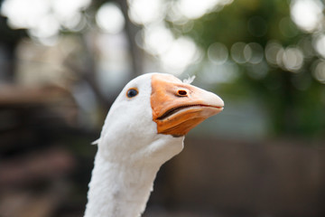 Beak and Face of White Goose 