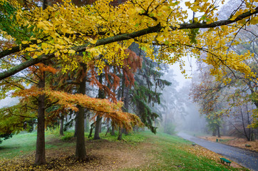 Poster - Foggy autumn park with colorful fall trees