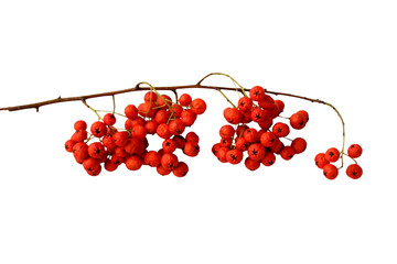 isolated branch with red berries for design