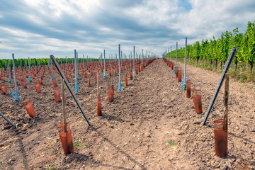 Wall Mural - walk through the French vineyards of Alsace