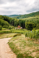 Wall Mural - walk through the French vineyards of Alsace