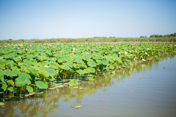 Wall Mural - water lily in a pond