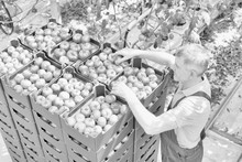 Black And White Photo Of Senior Farmer Arranging Tomatoes In Crate At Greenhouse