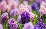 Large flower bed with multi-colored hyacinths, traditional easter flowers, flower background, easter background	