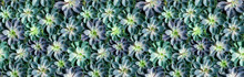 Floral Seamless Pattern With Green Echeveria Plants