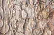 Close-up of grunge textured old pine tree bark texture. Abstract nature background for design, decor and skins.