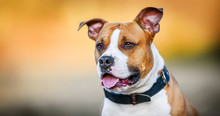 American Staffordshire Terrier. Dangerous Dog Head Portrait With Color Background.