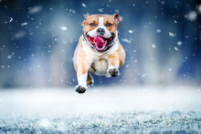 American Staford Terrier Jump In High Speed In Winter Snow. Dog Run Or Fly Toward To Photo Camera.