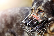 Dangerous Dog German Shepherde With Muzzle Portrait Or Head Detail.