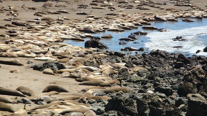 Sticker - Elephant seals