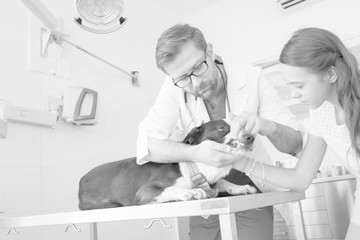 Wall Mural - Doctor checking teeth of dog at veterinary clinic