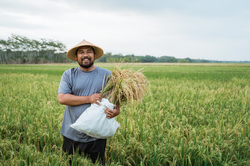 Wall Mural - portrait of happy asian farmer with paddy rice grain during harvesting