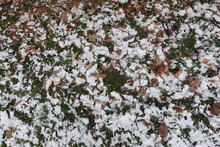 Grass Covered With Brown Fallen Leaves And Snow From Above