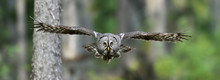 Great Grey Owl In Flight